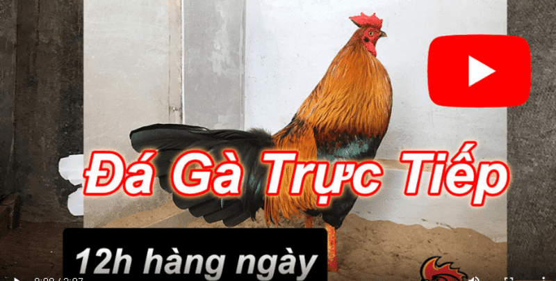 đá gà bình luận viên