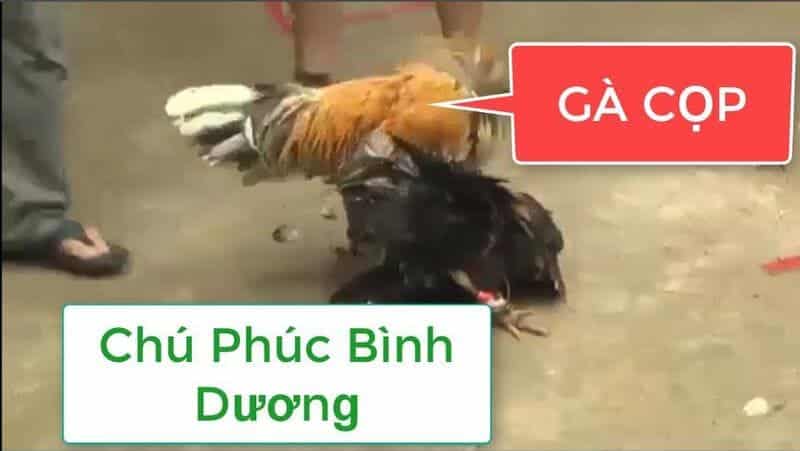 Gà đá Bình Dương