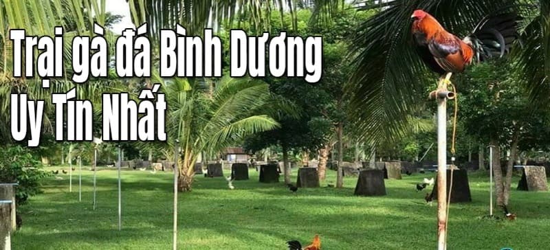 Gà đá Bình Dương