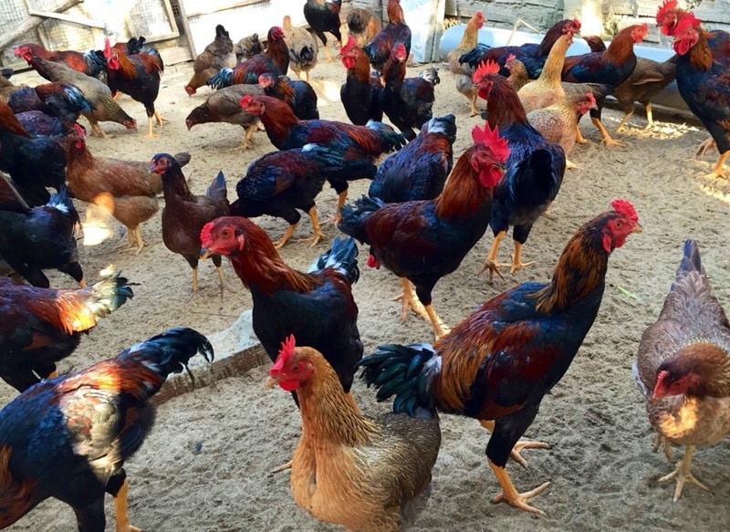 Khuyến khích gà vận động và kiếm ăn trong sân vườn
